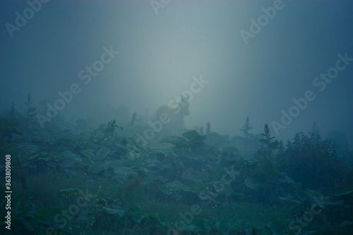 misty morning in the forest