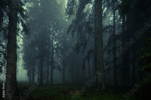 Foggy misty woods