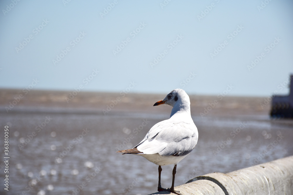 Seagull portrait against sea shore. Close up view of bird seagull sitting on the edge of the bridge at Bangpu Recreation Center, Samut Prakan, Thailand Seagull portrait against sea shore. Close up view of bird seagull sitting on the edge of the bridge at Bangpu Recreation Center, Samut Prakan, Thailand