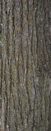 gray wood bark texture