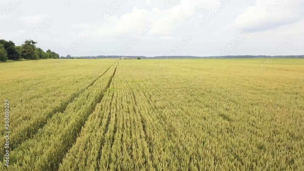 Wheat field. Top view of a field of ripe wheat. Harvest time Wheat field. Top view of a field of ripe wheat. Harvest time