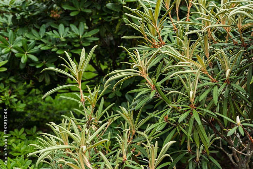 green leaves of hippophae rhamnoides or sea-buckthorn green leaves of hippophae rhamnoides or sea-buckthorn