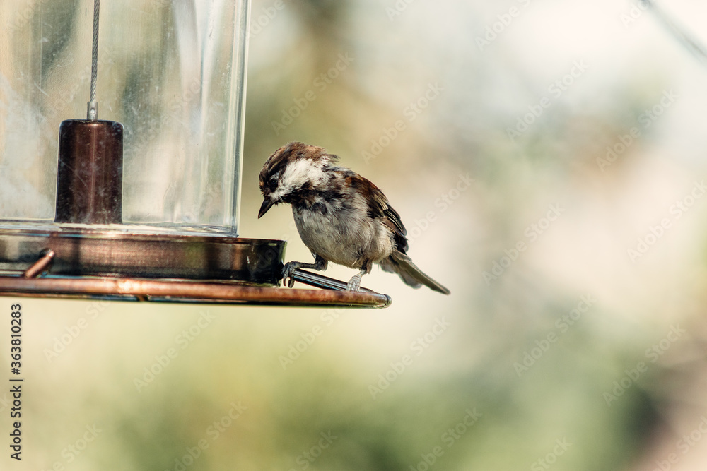 Naklejka premium Photo