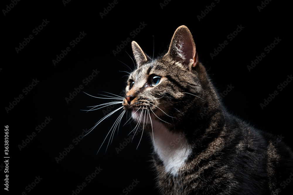 Thoroughbred adult cat, photographed in the Studio on a black background. Close-up portrait.