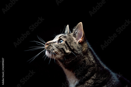 Thoroughbred adult cat, photographed in the Studio on a black background. Close-up portrait.