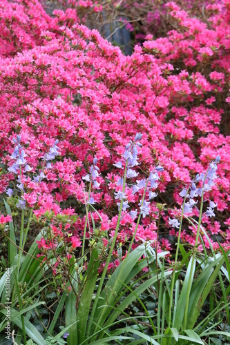 Azalée et jacinthe des bois