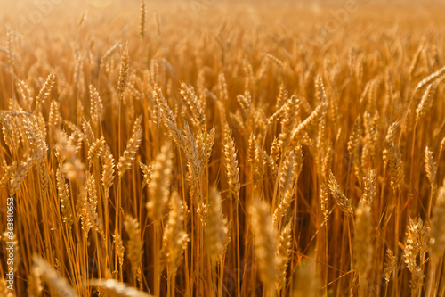 background field spikelets in the sun