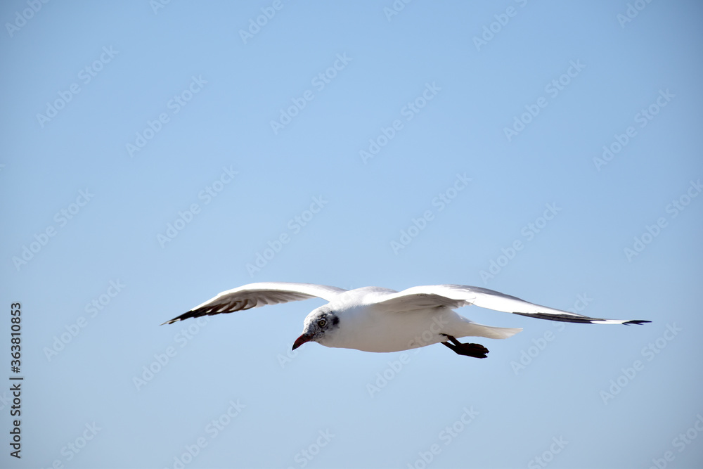 Obraz premium The seagulls on air above the sea water surface view horizon at Samutprakan, Thailand