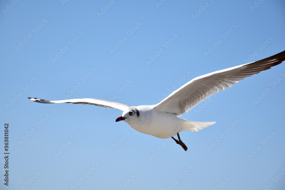 Seagulls flying among blue sky and flying over the sea at Bangpu Recreation Center, Samutprakan, Thailand Seagulls flying among blue sky and flying over the sea at Bangpu Recreation Center, Samutprakan, Thailand