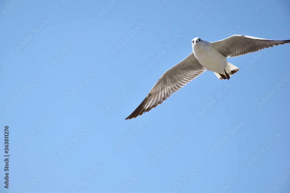 Seagulls flying among blue sky and flying over the sea at Bangpu Recreation Center, Samutprakan, Thailand Seagulls flying among blue sky and flying over the sea at Bangpu Recreation Center, Samutprakan, Thailand