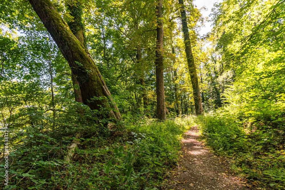 Along the panorama path in Heiligenberg Along the panorama path in Heiligenberg