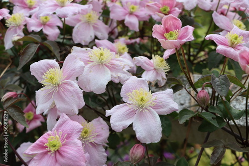 Clématite montana 'Mayleen'