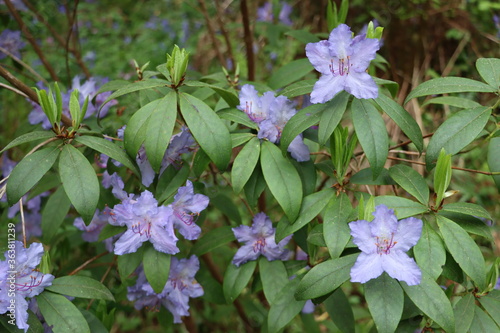 Rhododendon augustinii
