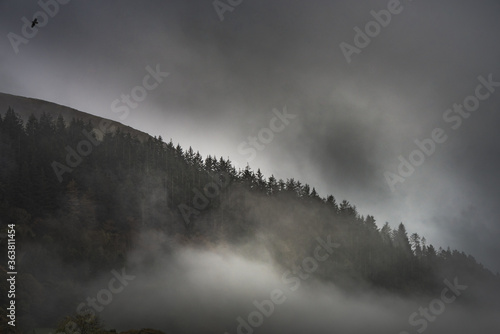 Obraz na plátně A bird flies as a slope covered with trees rises in the background amidst the mist or fog in a misty, hazy and surreal atmosphere