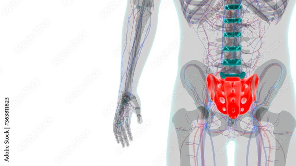 Human skeleton anatomy Sacral Bone 3D Rendering Human skeleton anatomy Sacral Bone 3D Rendering