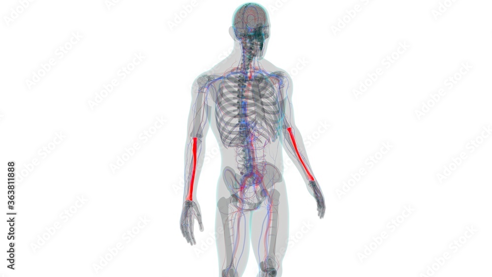 Human skeleton anatomy Radius Bone 3D Rendering For Medical Concept01 Human skeleton anatomy Radius Bone 3D Rendering For Medical Concept01