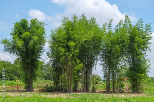 Clump of green bamboo trees in the garden with blue sky.