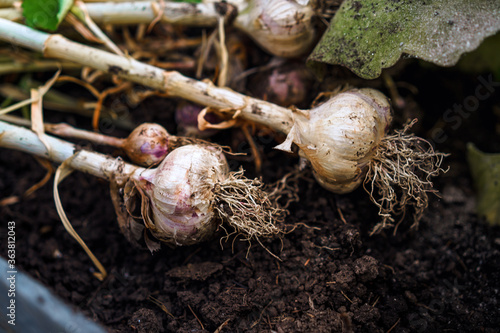 Garlic is lying on the ground in the garden, a freshly dug vegetable