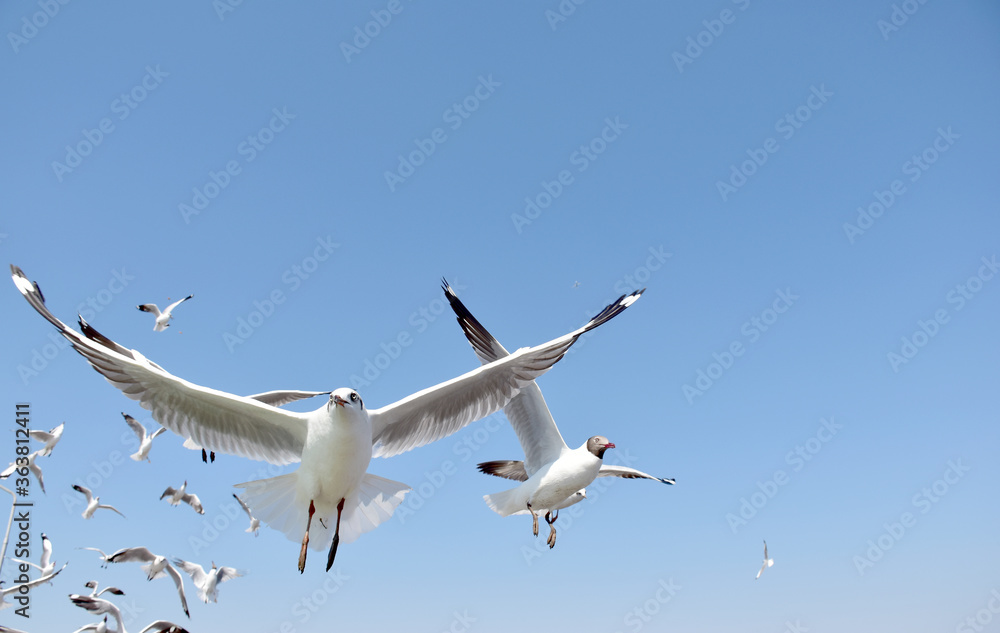Seagulls flying among blue sky and flying over the sea at Bangpu Recreation Center, Samutprakan, Thailand