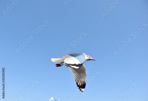 Seagulls flying among blue sky and flying over the sea at Bangpu Recreation Center  Samutprakan  Thailand