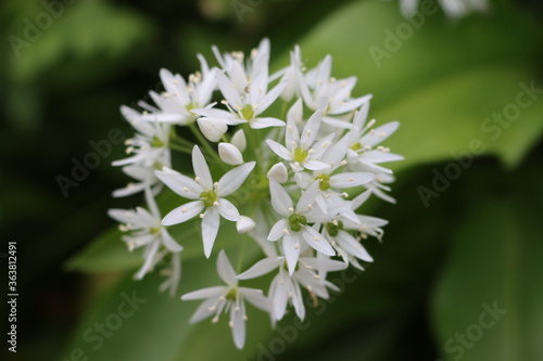 Ail des ours Allium ursinum 
