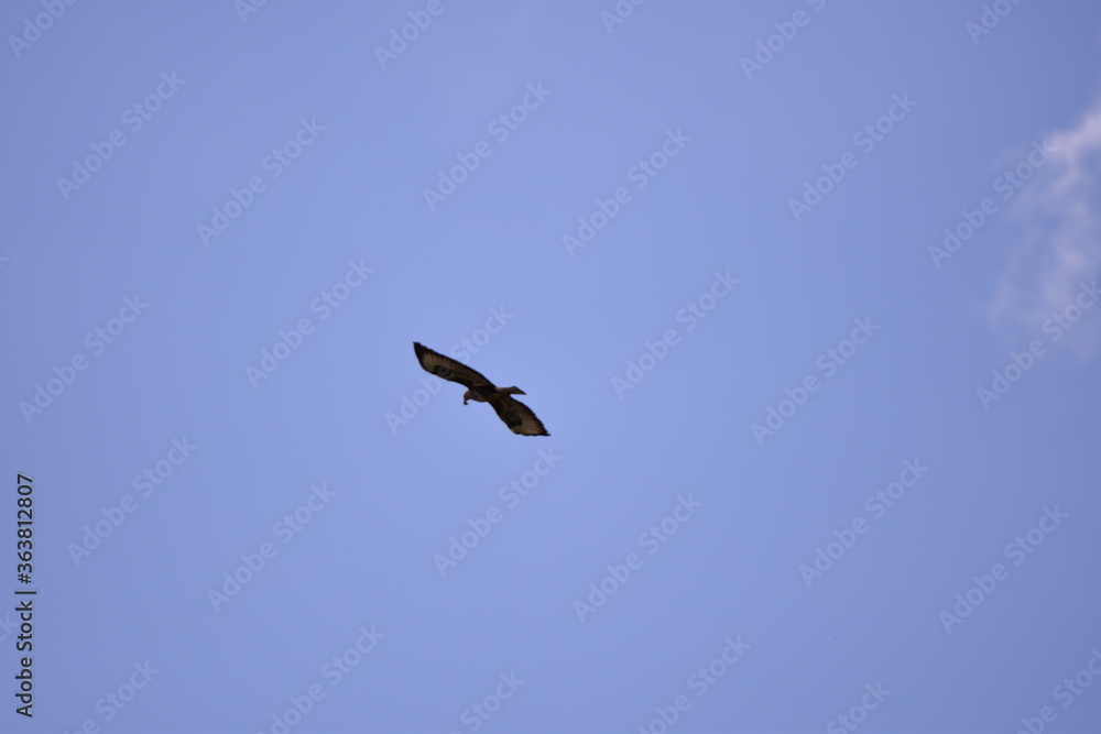 Accipiter flying over the clouds. bird of prey Accipiter flying over the clouds. bird of prey