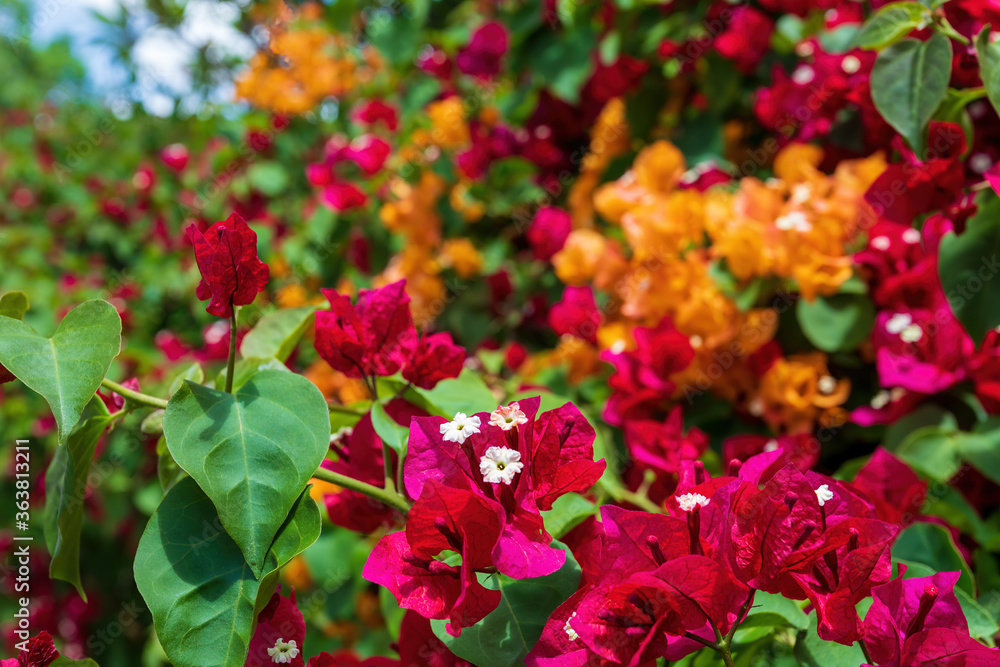 Exotic Bougainvillea flower blooming in the garden, Ethiopia Exotic Bougainvillea flower blooming in the garden, Ethiopia