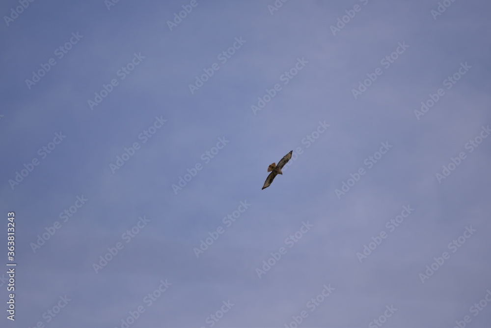 Accipiter flying over the clouds. bird of prey