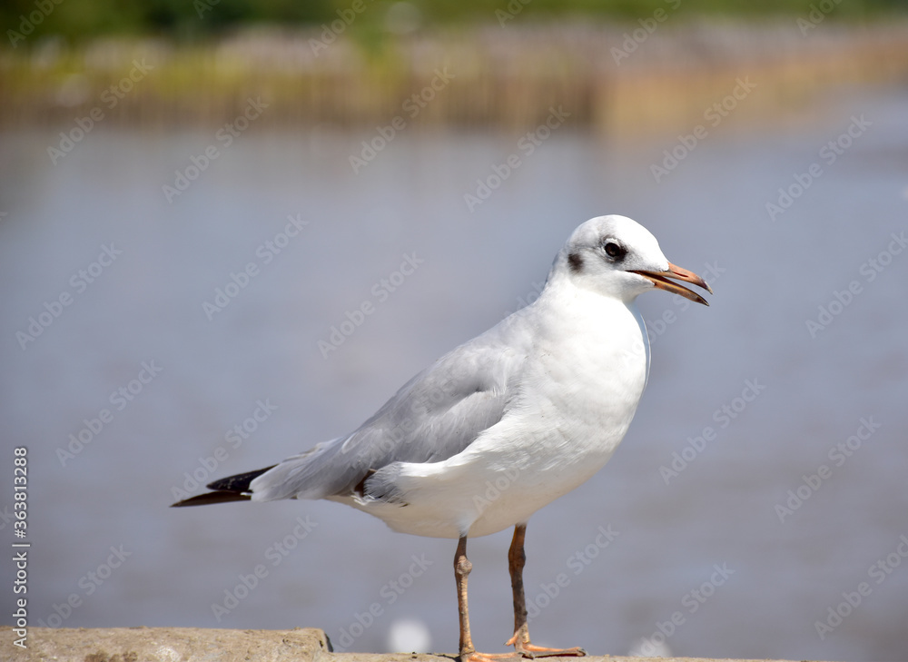 Seagull portrait against sea shore. Close up view of bird seagull sitting on the edge of the bridge at Bangpu Recreation Center, Samut Prakan, Thailand Seagull portrait against sea shore. Close up view of bird seagull sitting on the edge of the bridge at Bangpu Recreation Center, Samut Prakan, Thailand