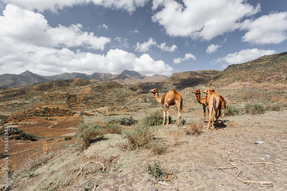 Cute wild camels in Simien mountain, Tigray region countryside near Mekelle, Northern Ethiopia. Cute wild camels in Simien mountain, Tigray region countryside near Mekelle, Northern Ethiopia.