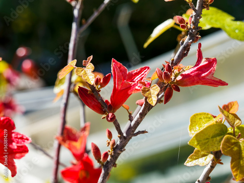 Brachychiton bidwillii | Kurrajong ou sterculie nain d'arbre bouteille aux fleurs campanulées rose à rouge foncé sur une branche dans un feuillage palmatilobé vert photo