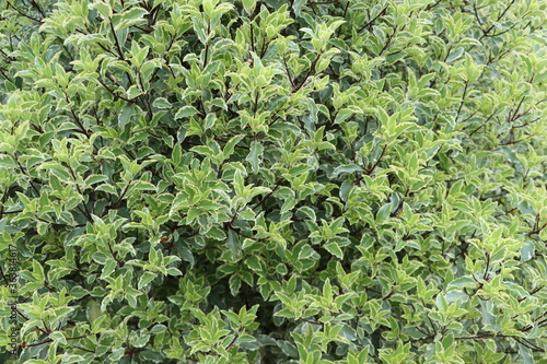 Pittosporum tenuifolium 'Variegatum'