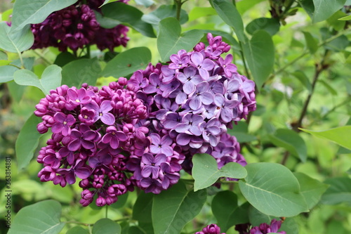 Lilas