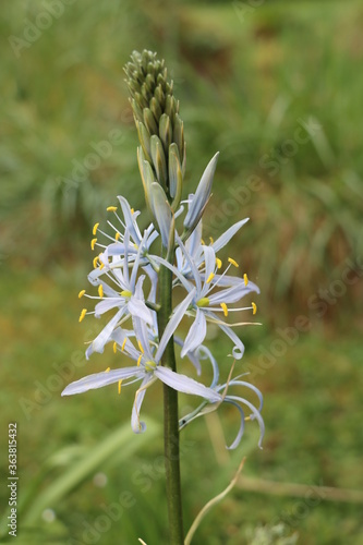 Camassia