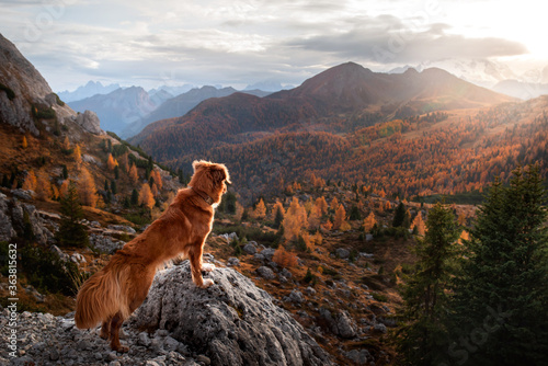 dog in the mountains. Nova Scotia Duck Tolling Retriever on peak of rocks at sunset. . Hiking with a pet © annaav