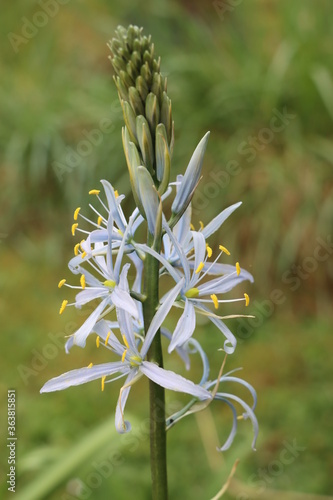Camassia