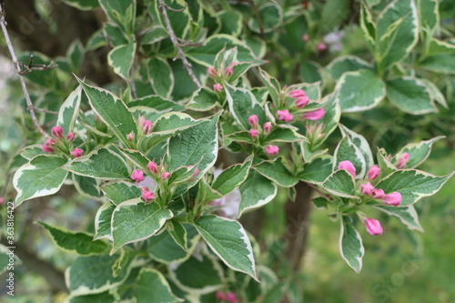Weigelia florida 'Variegata'