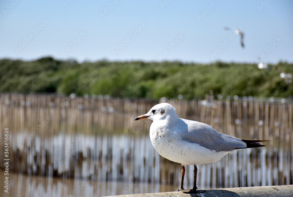 Obraz premium Seagull portrait against sea shore. Close up view of bird seagull sitting on the edge of the bridge at Bangpu Recreation Center, Samut Prakan, Thailand