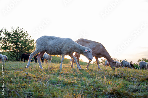 grazing sheep in the meadow at sunset, gold watch © Veronika