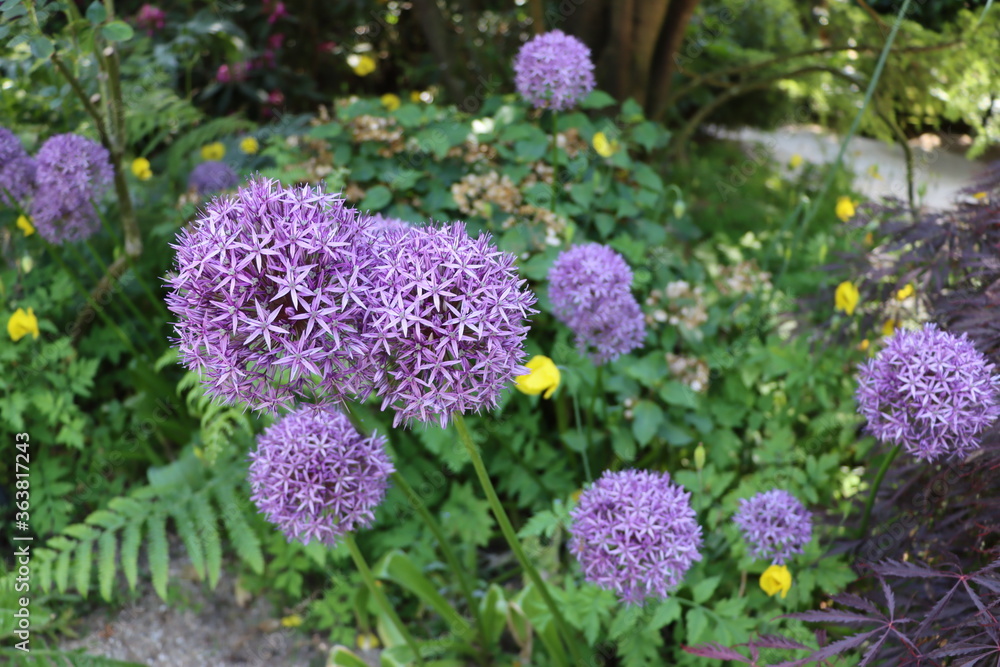 Obraz premium Allium