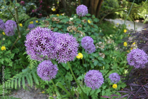 Allium