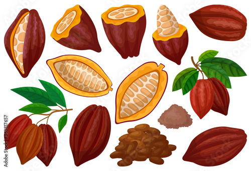 Cocoa bean isolated cartoon set icon. Vector illustration chocolate fruit on white background. Vector cartoon set icon cocoa bean.