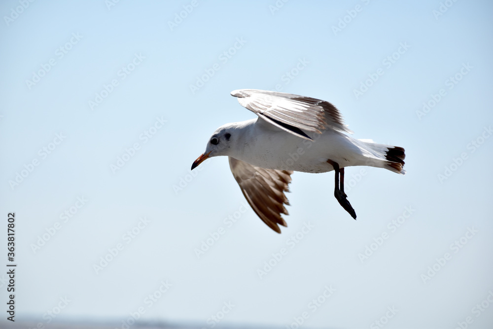Obraz premium The seagulls on air above the sea water surface view horizon at Samutprakan, Thailand
