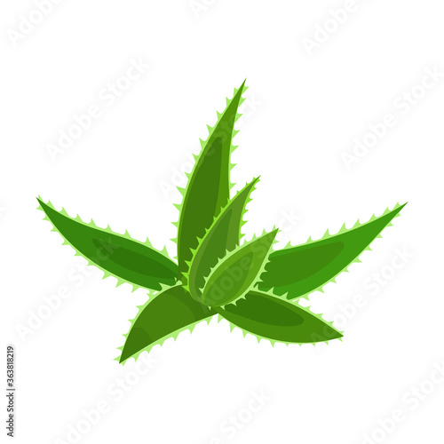 Aloe vera vector icon.Cartoon vector icon isolated on white background aloe vera.