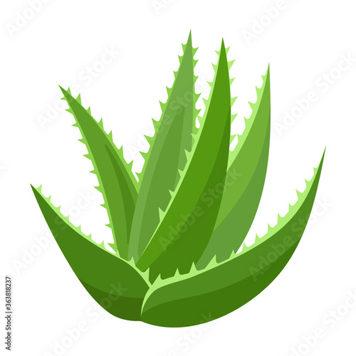 Aloe vera vector icon.Cartoon vector icon isolated on white background aloe vera.