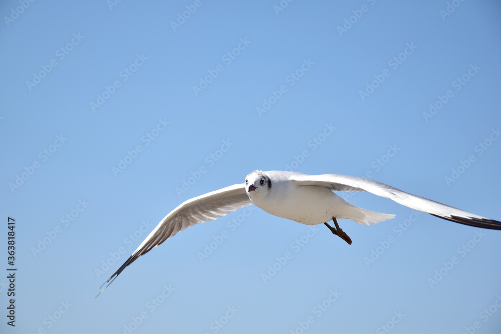 Fototapeta premium The seagulls on air above the sea water surface view horizon at Samutprakan, Thailand
