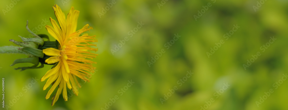 Banner:Gelb blühender Löwenzahn im Frühling vor einem natürlichen Wiesen-Hintergrund Banner:Gelb blühender Löwenzahn im Frühling vor einem natürlichen Wiesen-Hintergrund