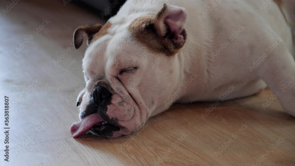 Lazy bulldog sleep on the floor and tongue sticking out in the lazy time. Lazy bulldog sleep on the floor and tongue sticking out in the lazy time.