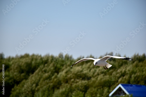 The seagulls on air above the sea water surface view horizon at Samutprakan, Thailand