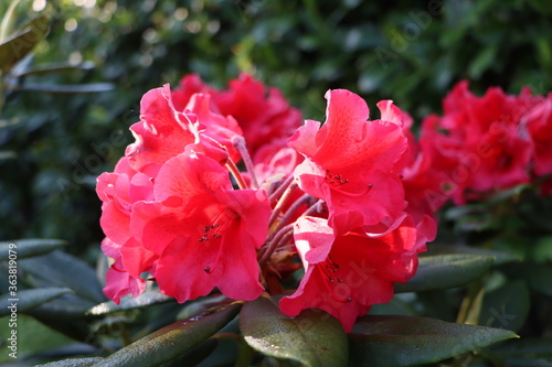 Rhododendron x 'Melville' 
